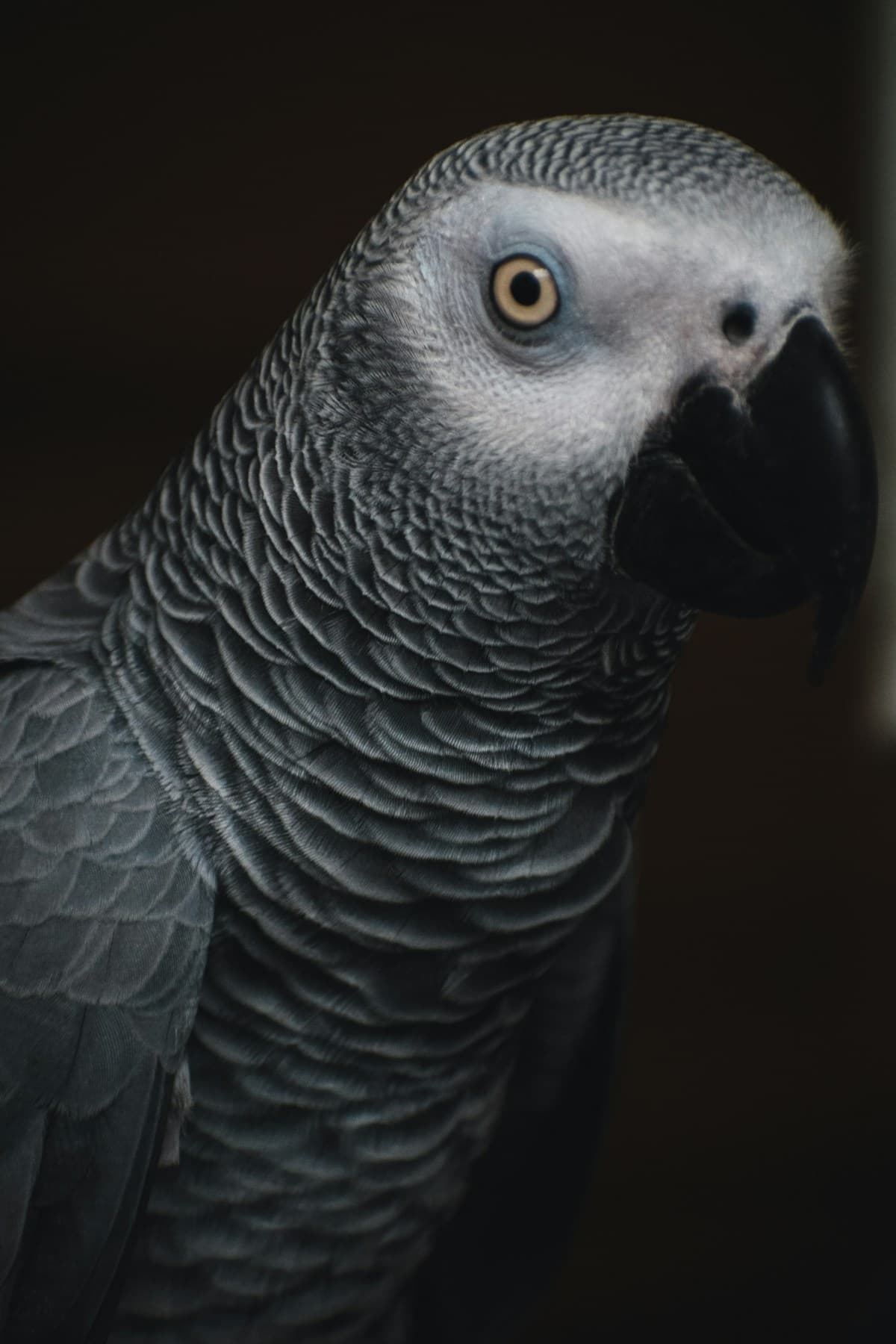 African grey parrot