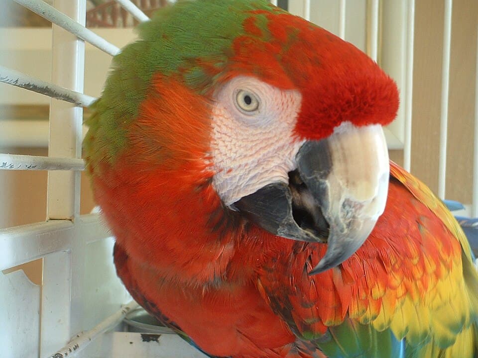 Catalina Macaw, reference photo