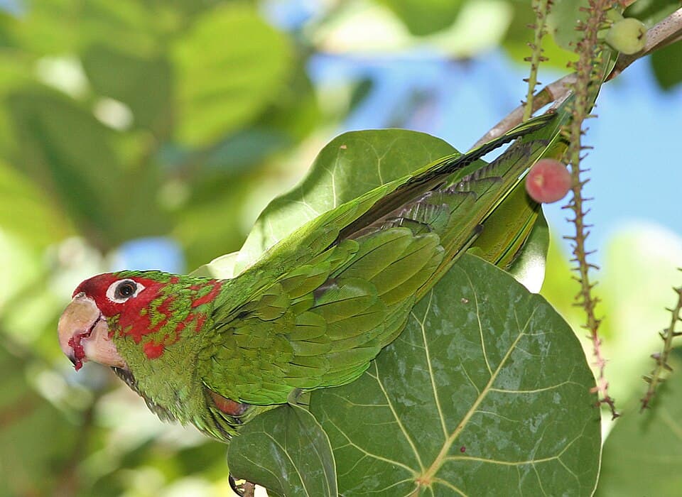 Chapman’s Conure, reference photo