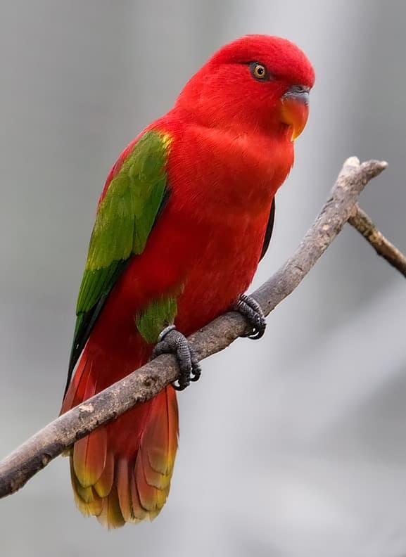 Chattering Lory, reference photo