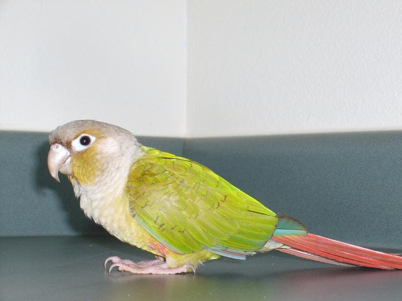 Cinnamon Conure, reference photo