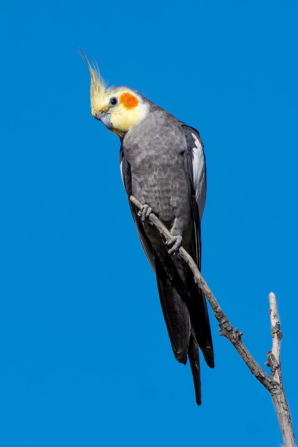 Cockatiel, reference photo