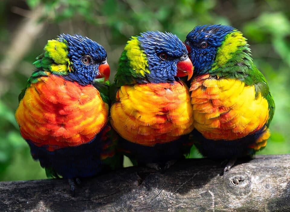 Coconut Lorikeet, reference photo