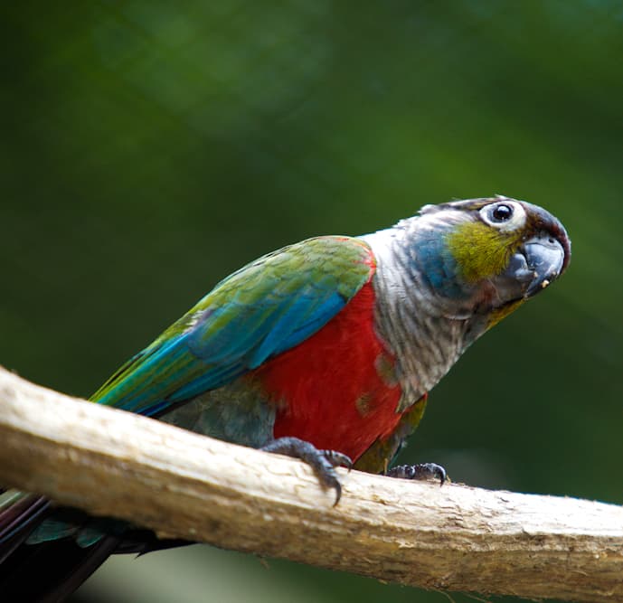 Crimson-bellied Conure, reference photo