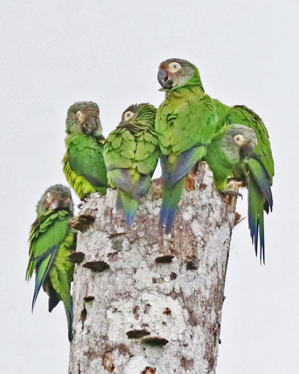 Dusky-headed Conure, reference photo
