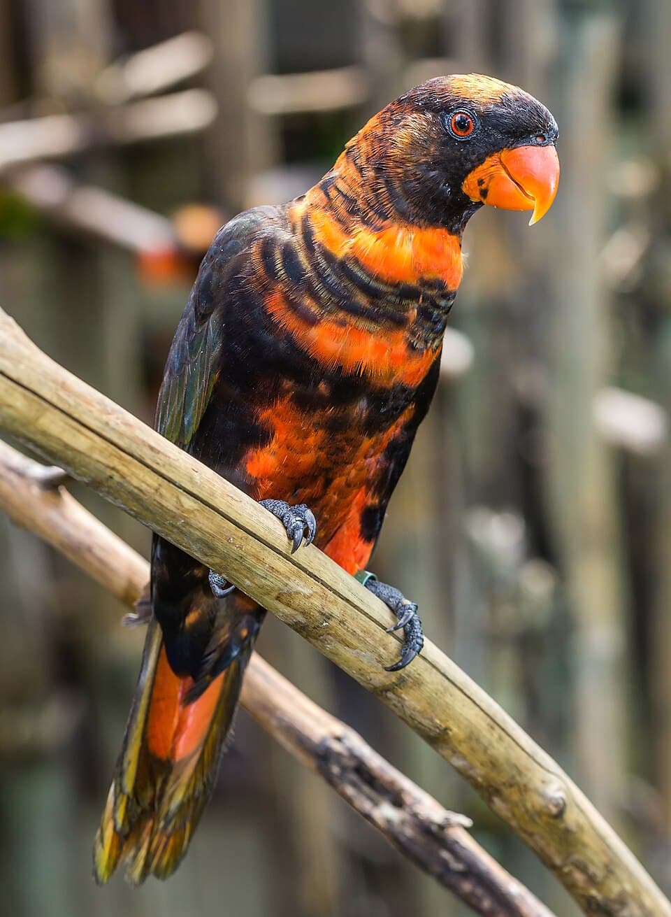Dusky Lory, reference photo