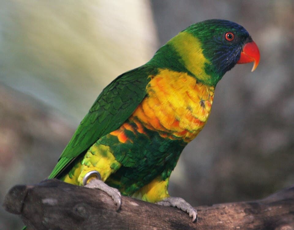 Edward’s Lorikeet, reference photo