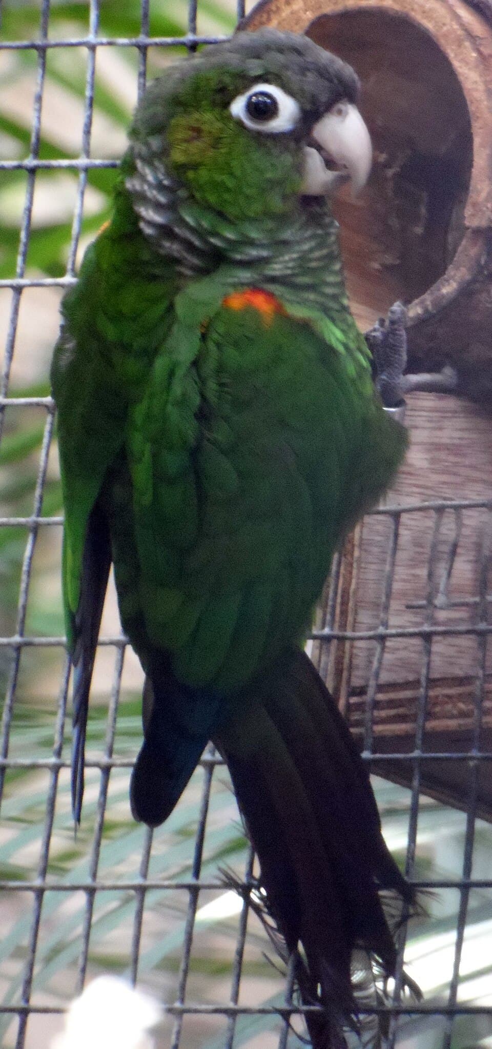 Fiery-shouldered Conure, reference photo