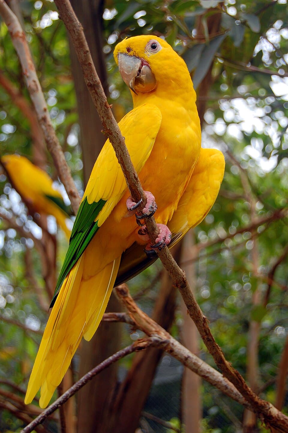 Golden Conure, reference photo
