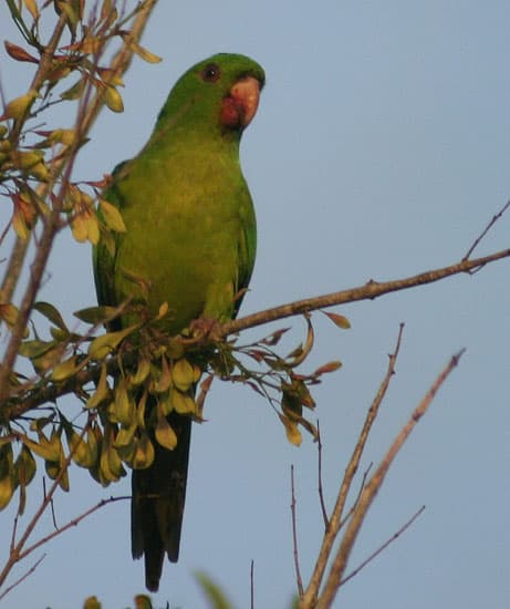 Green Conure, reference photo