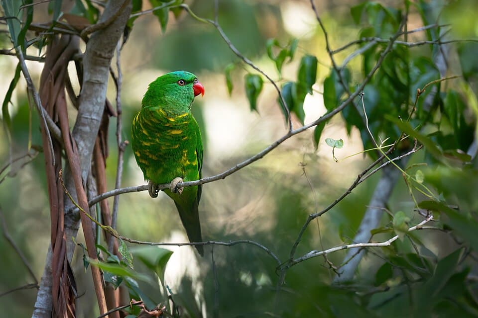 Green Lorikeet, reference photo