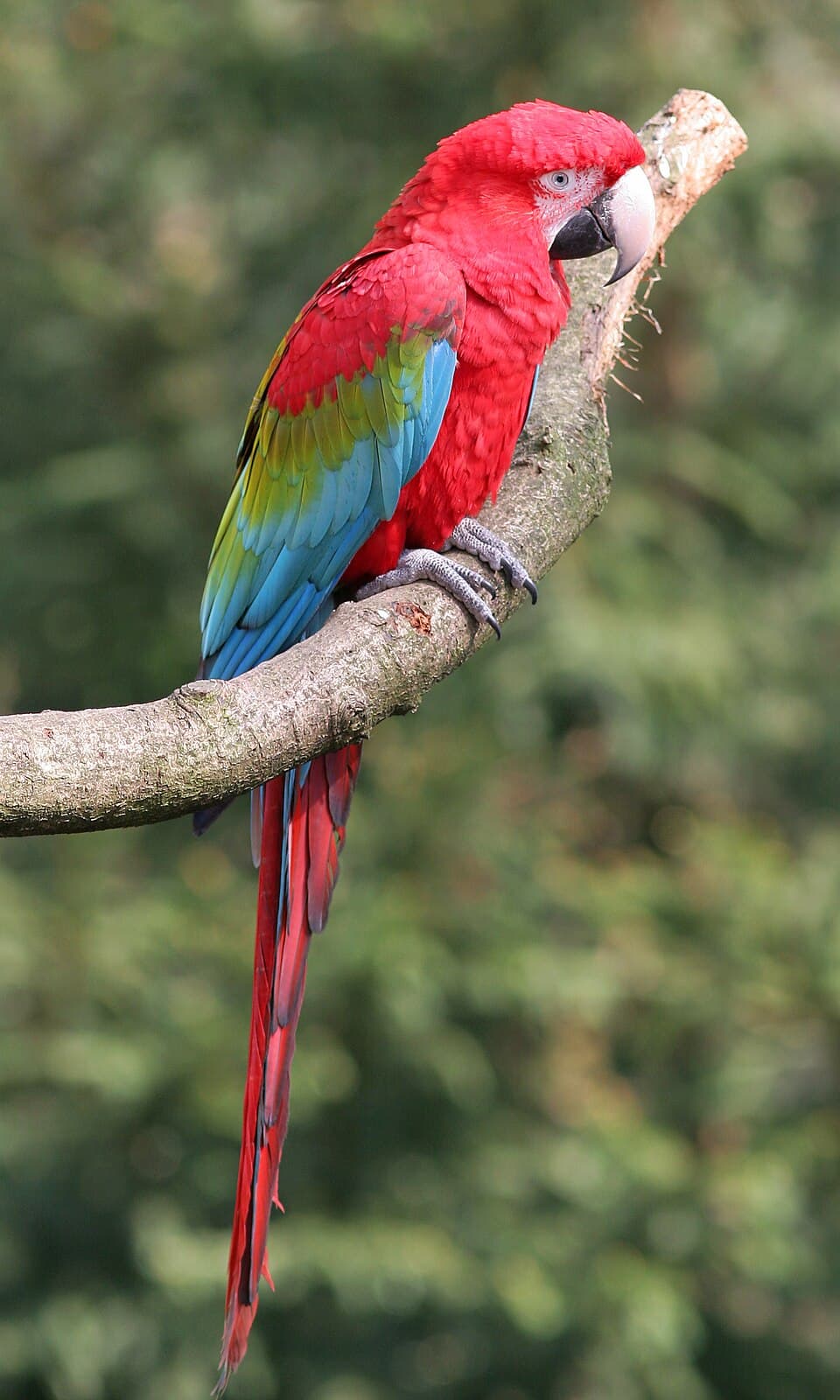 Green-winged Macaw, reference photo