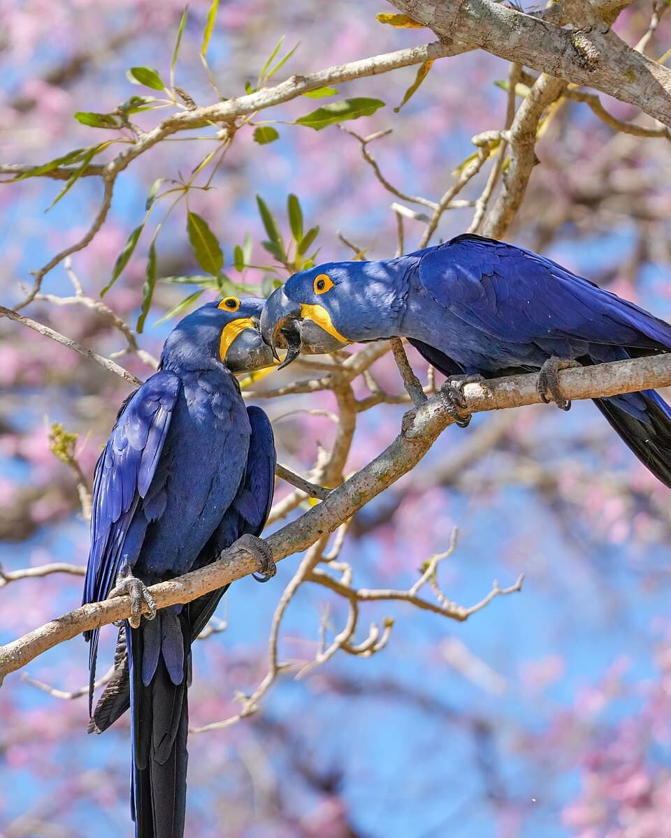 Hyacinth Macaw, reference photo