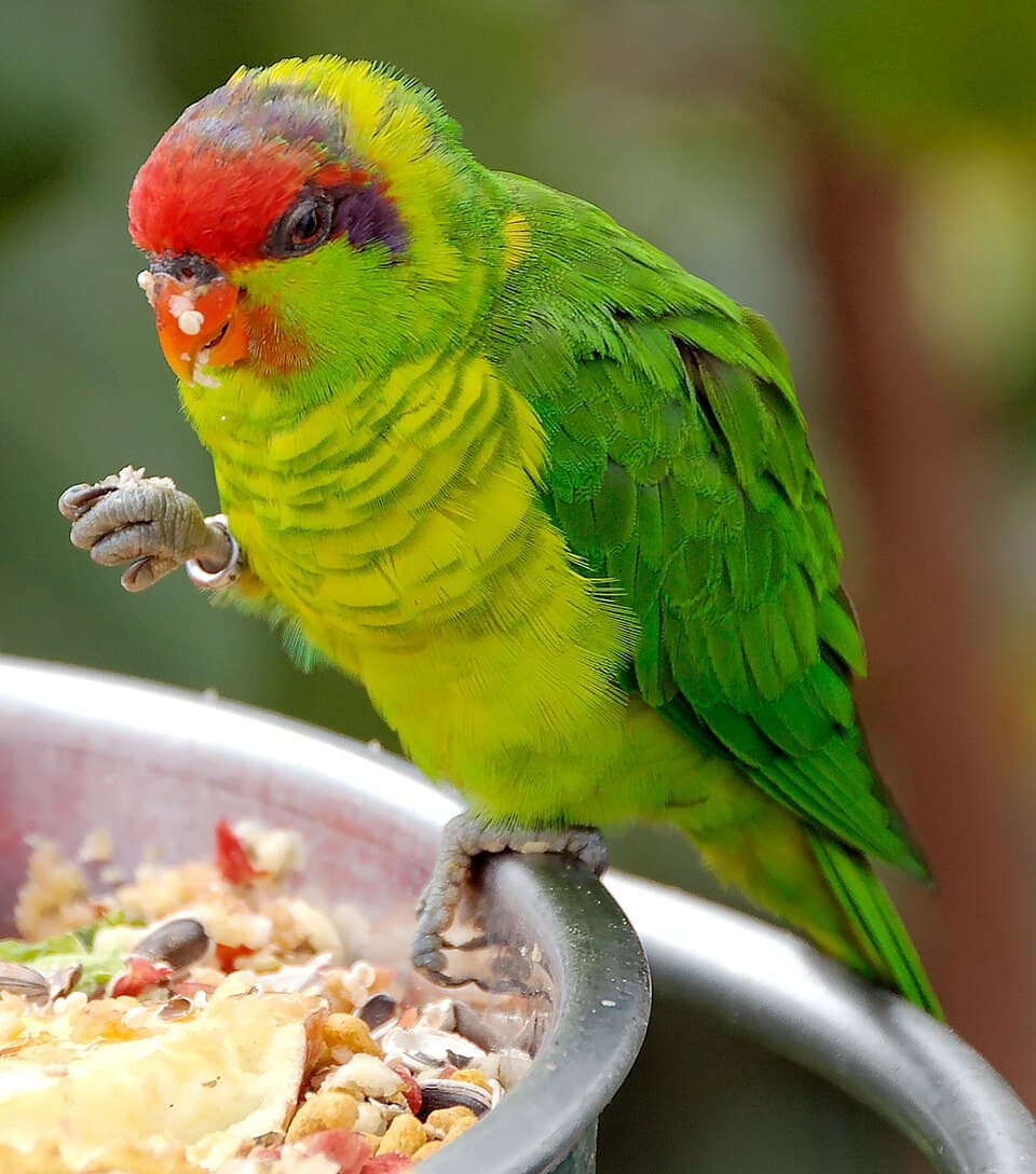 Iris Lorikeet, reference photo