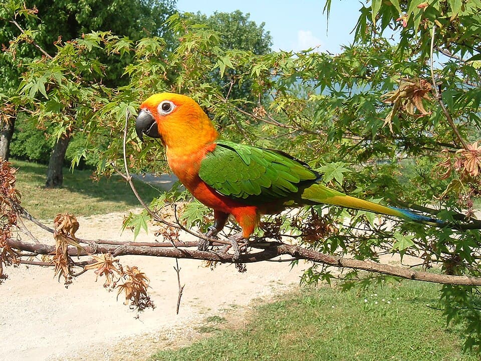 Jenday Conure, reference photo