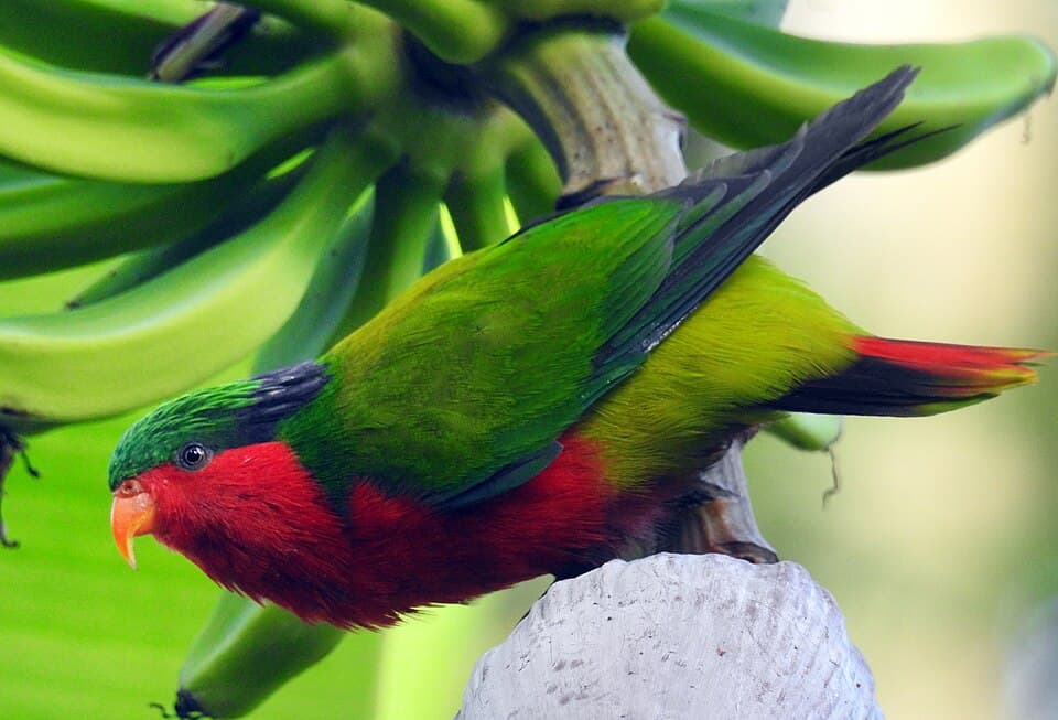 Kuhl’s Lorikeet, reference photo