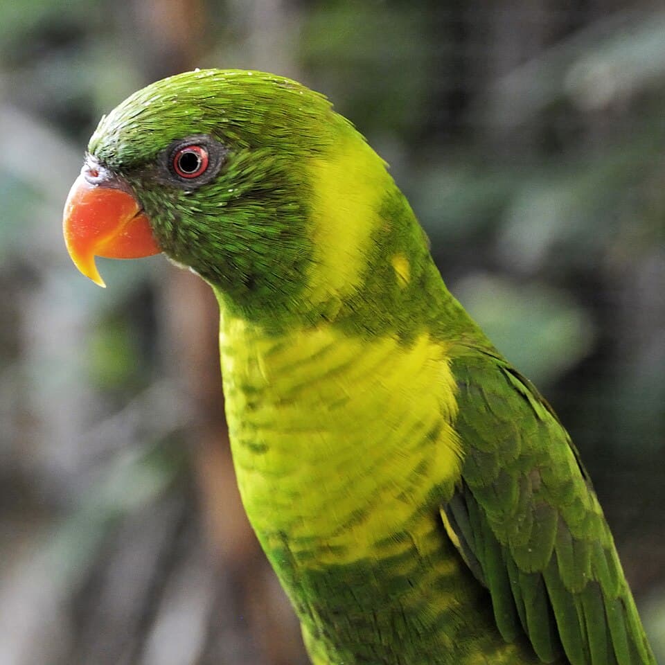 Leaf Lorikeet, reference photo