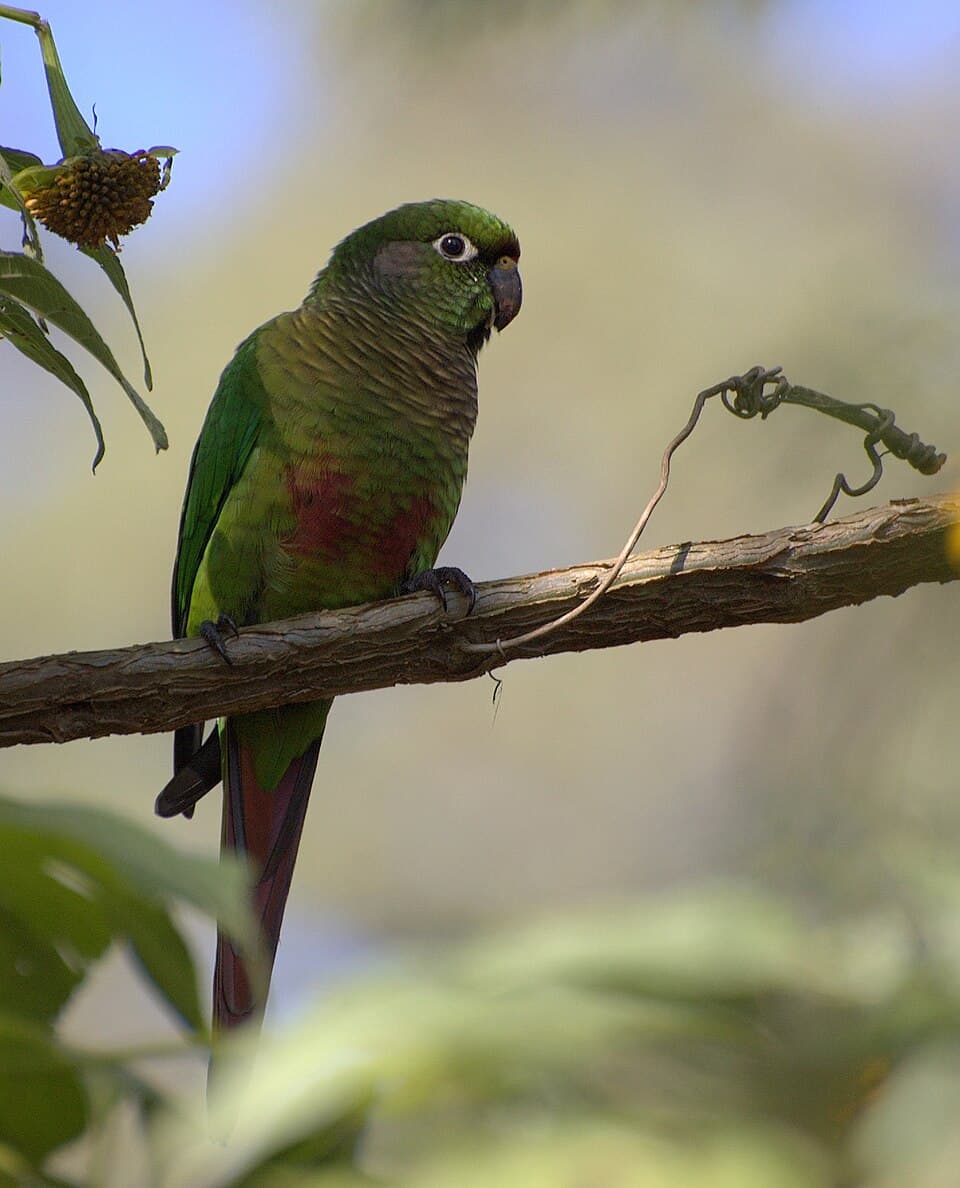 Maroon-bellied Conure, reference photo