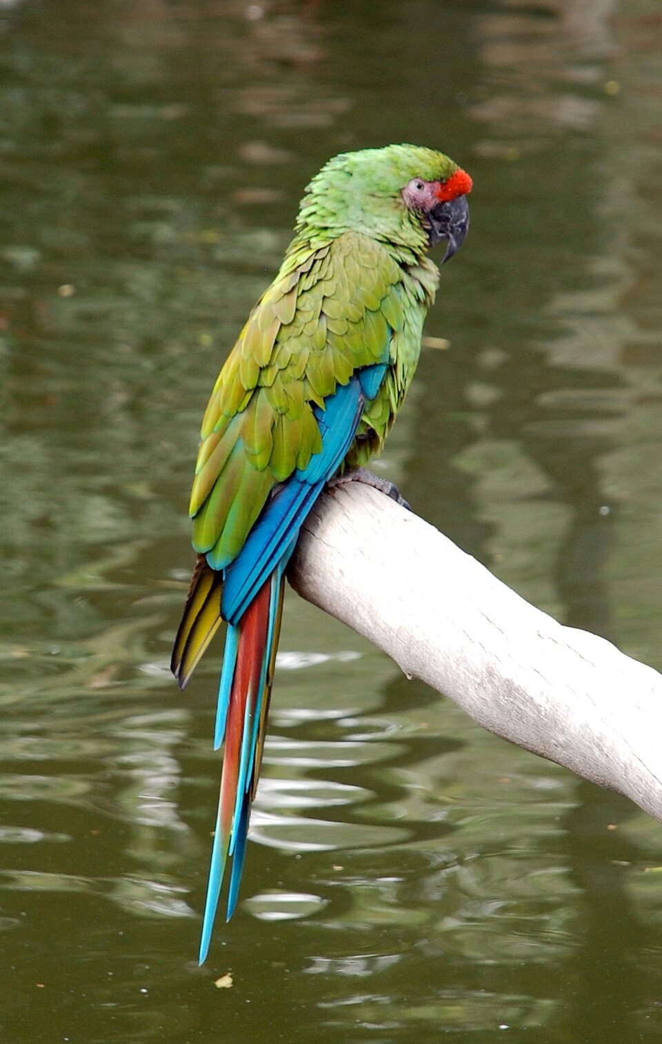 Military Macaw, reference photo