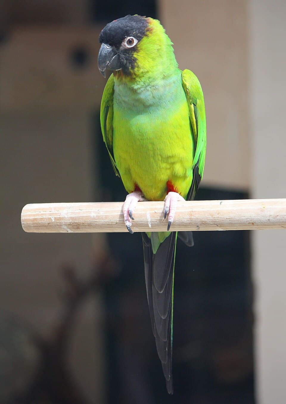 Nanday Conure, reference photo