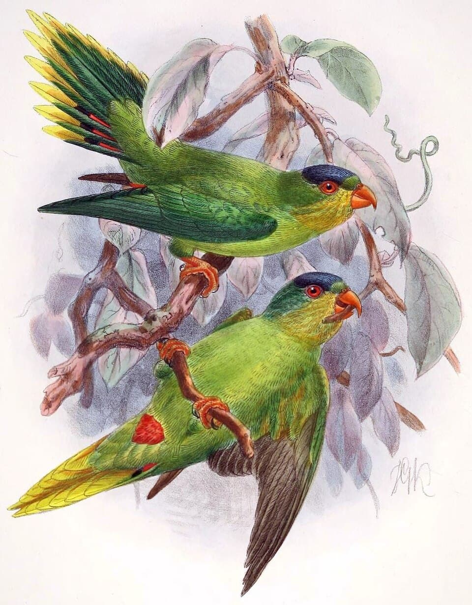 New Caledonian Lorikeet, reference photo