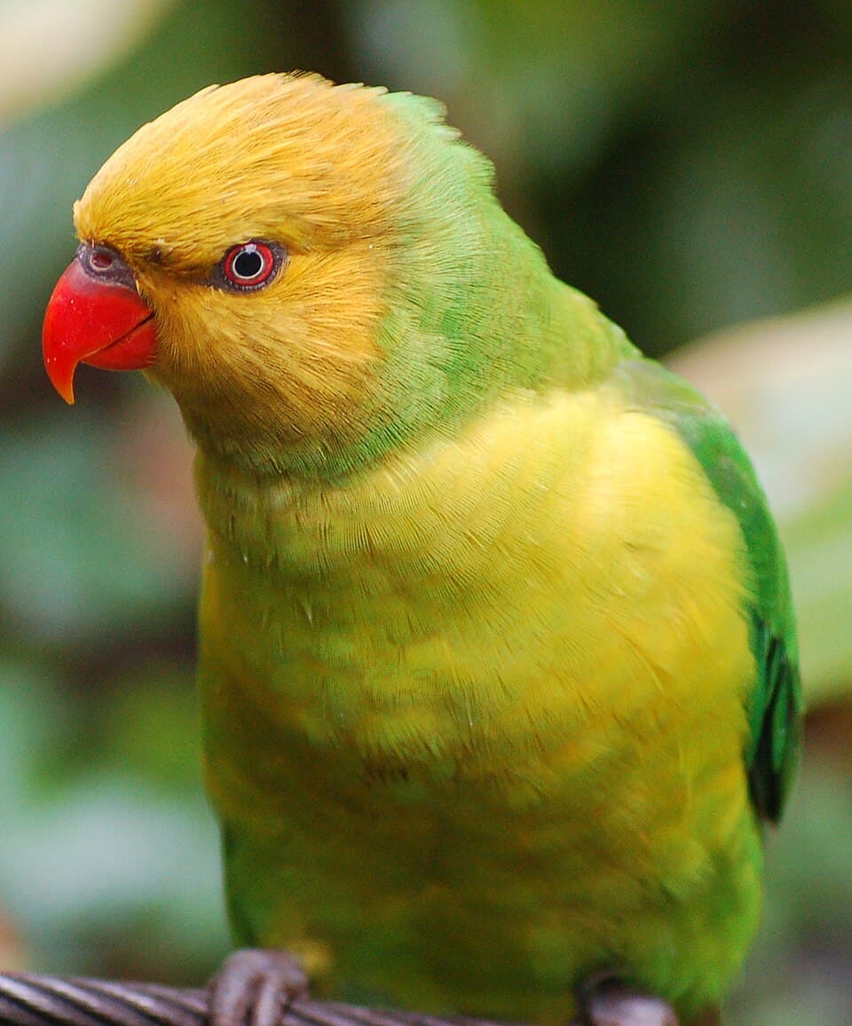 Olive-headed Lorikeet, reference photo
