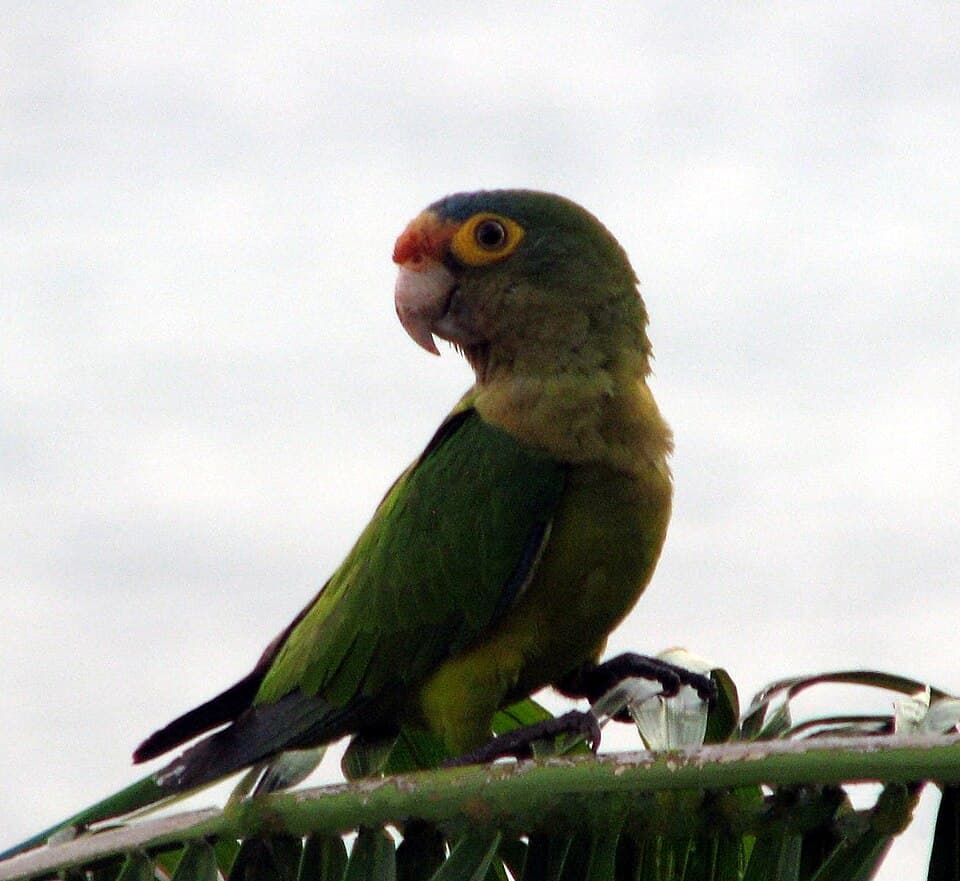 Orange-fronted Conure, reference photo