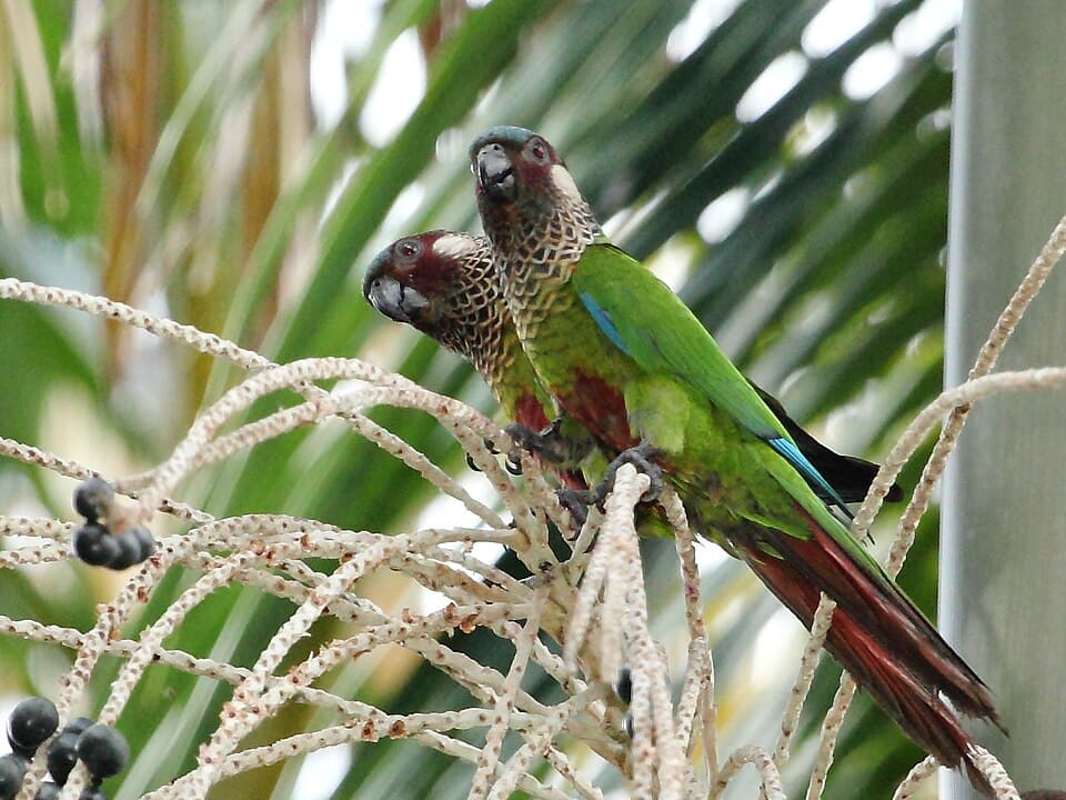 Painted Conure, reference photo