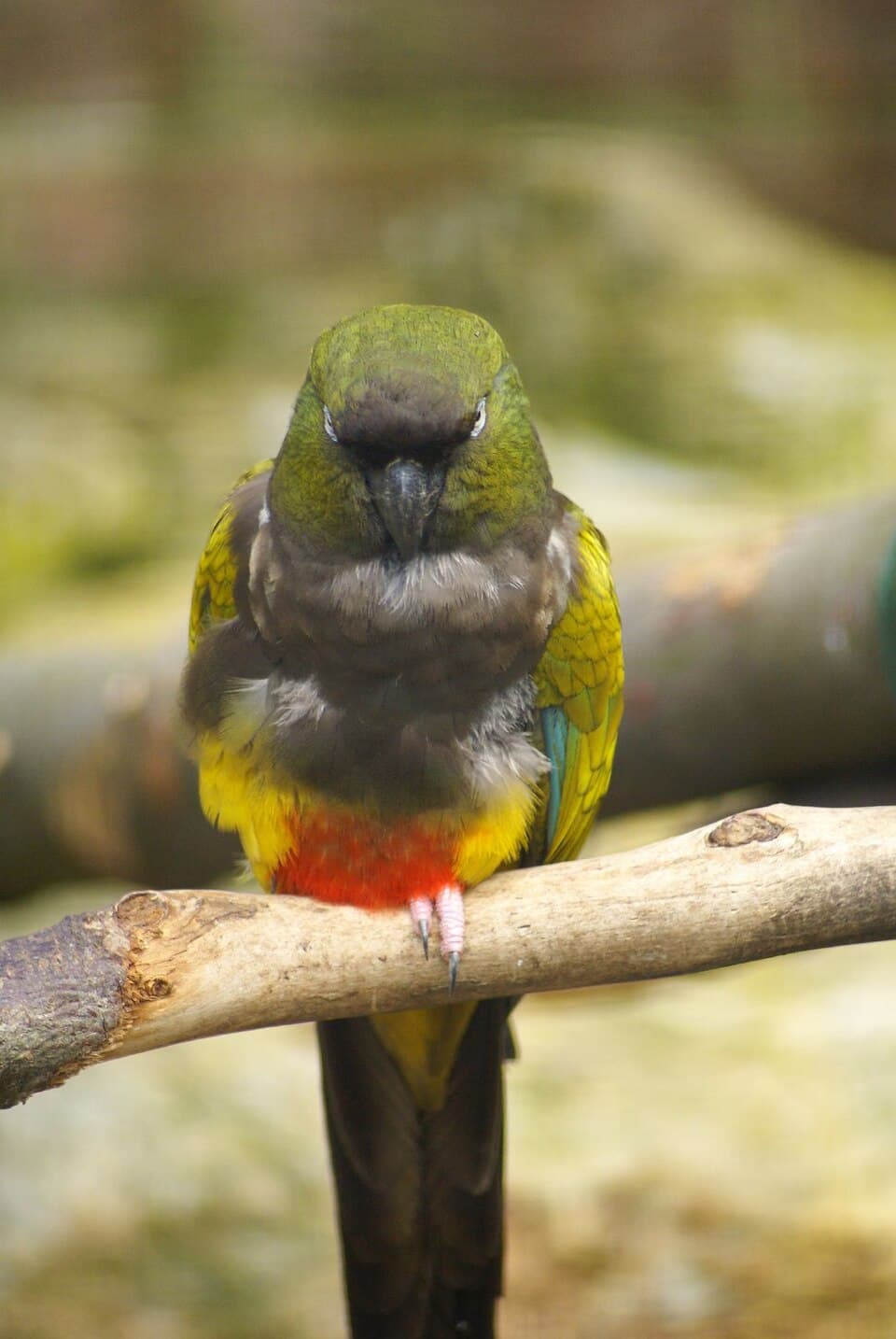 Patagonian Conure, reference photo