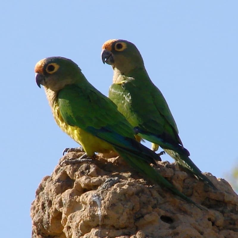 Peach-fronted Conure, reference photo