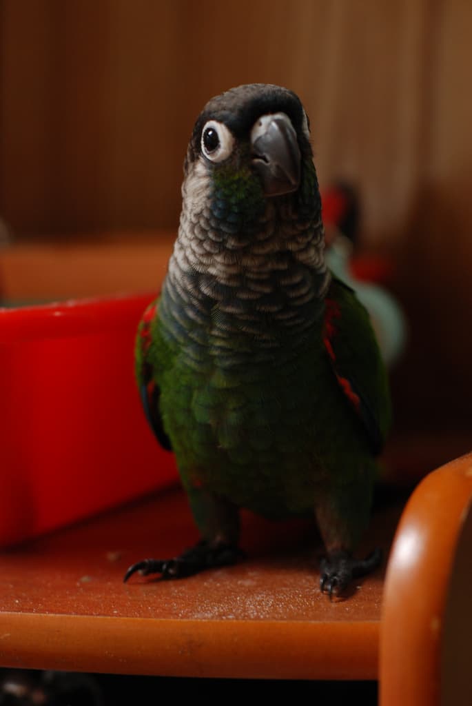 Pearly Conure, reference photo
