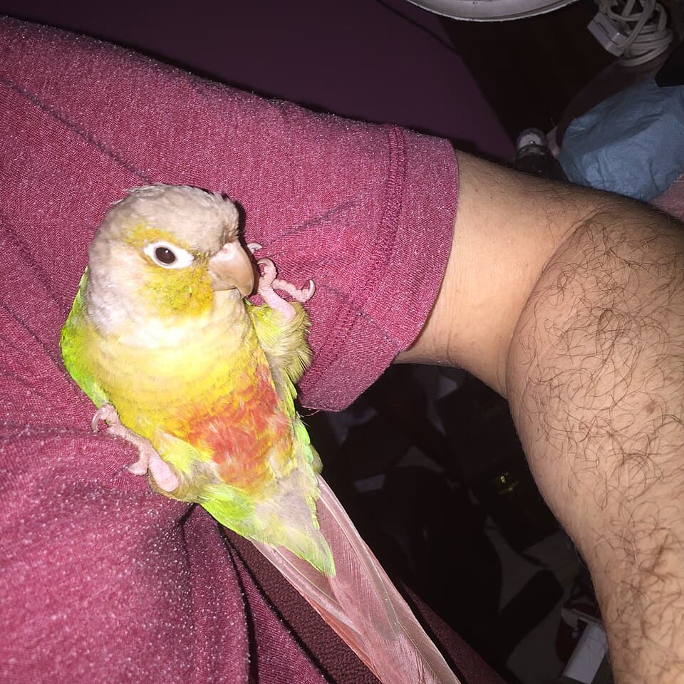 Pineapple Conure, reference photo