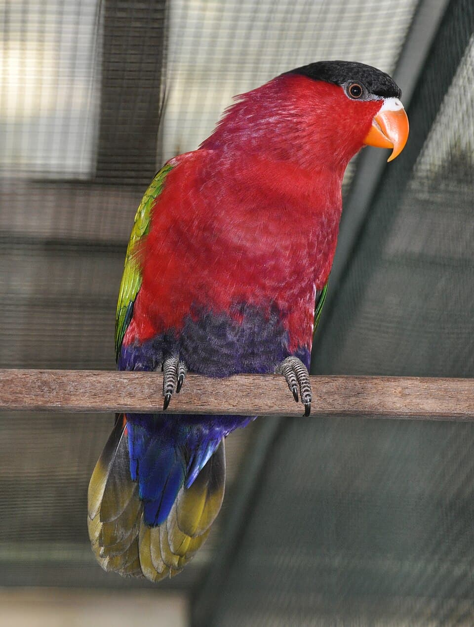 Purple-bellied Lory, reference photo