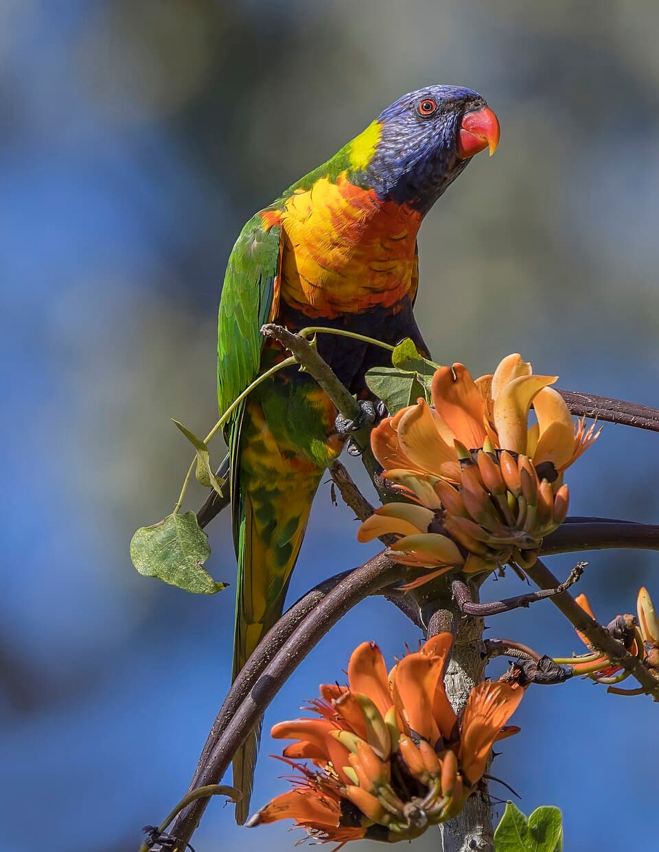 Rainbow Lorikeet, reference photo