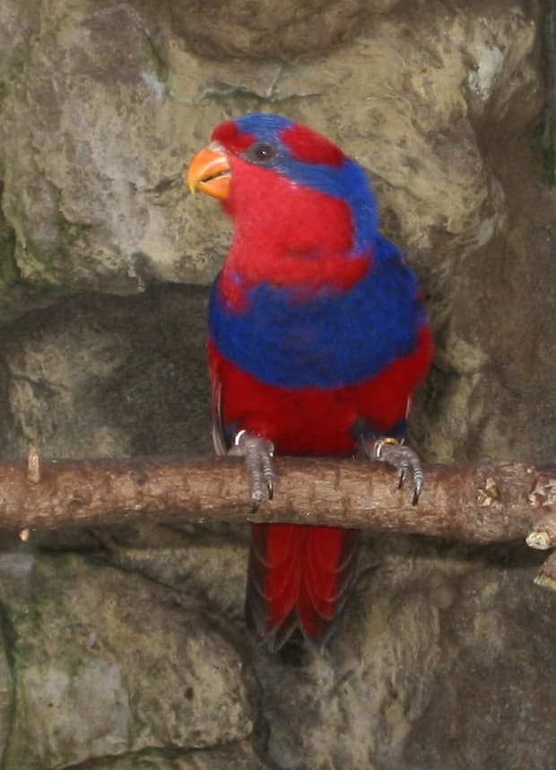 Red-and-blue Lory, reference photo