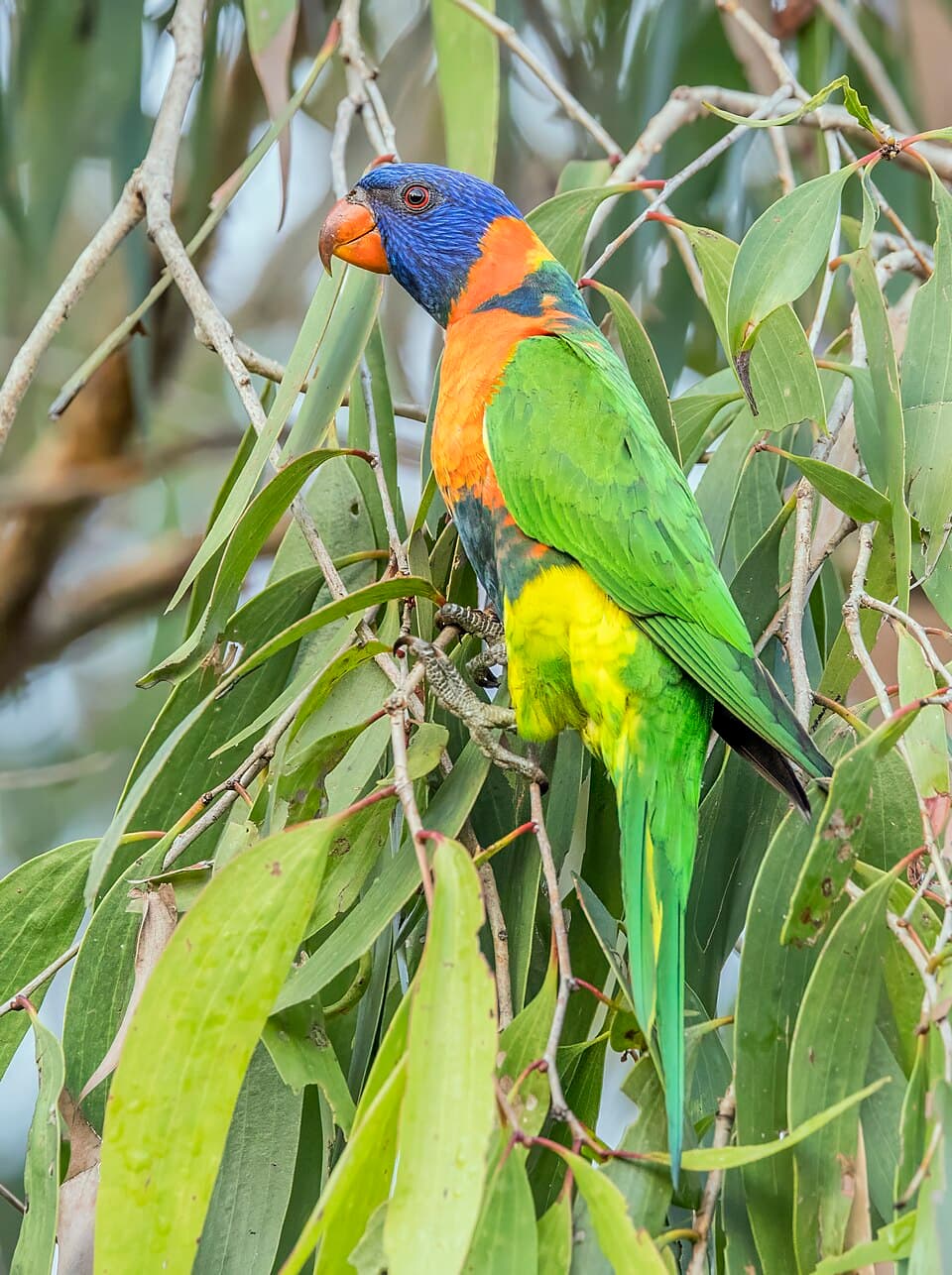 Red-collared Lorikeet, reference photo