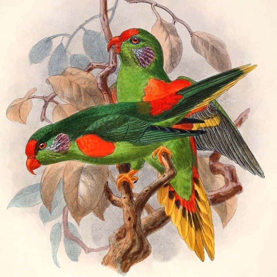 Red-fronted Lorikeet, reference photo