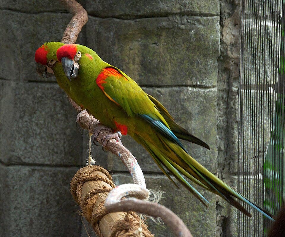 Red-fronted Macaw, reference photo