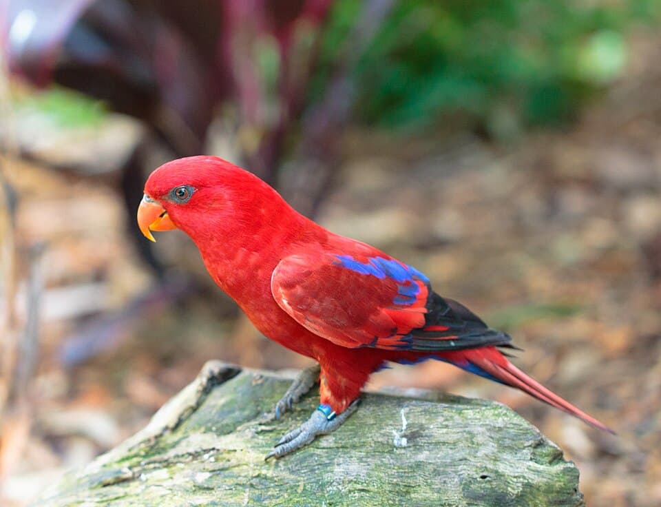 Red Lory, reference photo