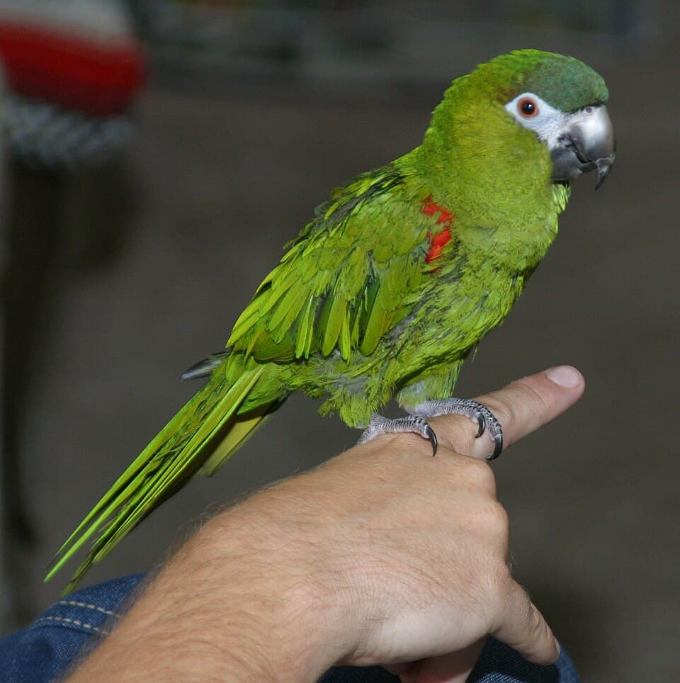 Red-shouldered Macaw, reference photo