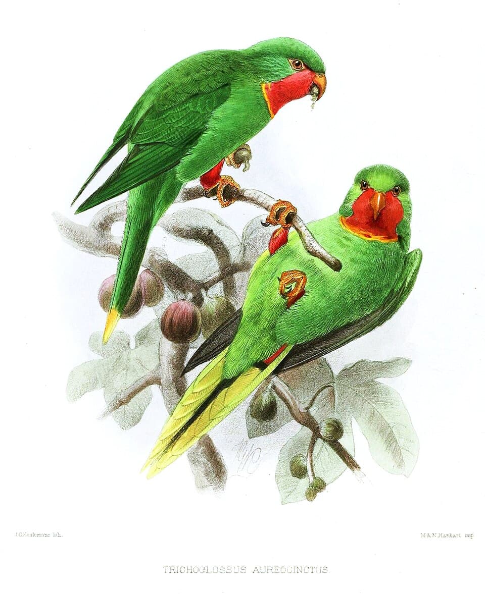 Red-throated Lorikeet, reference photo