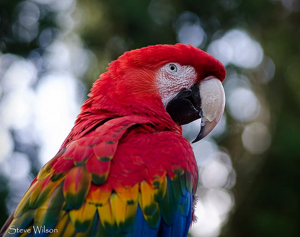 Ruby Macaw, reference photo