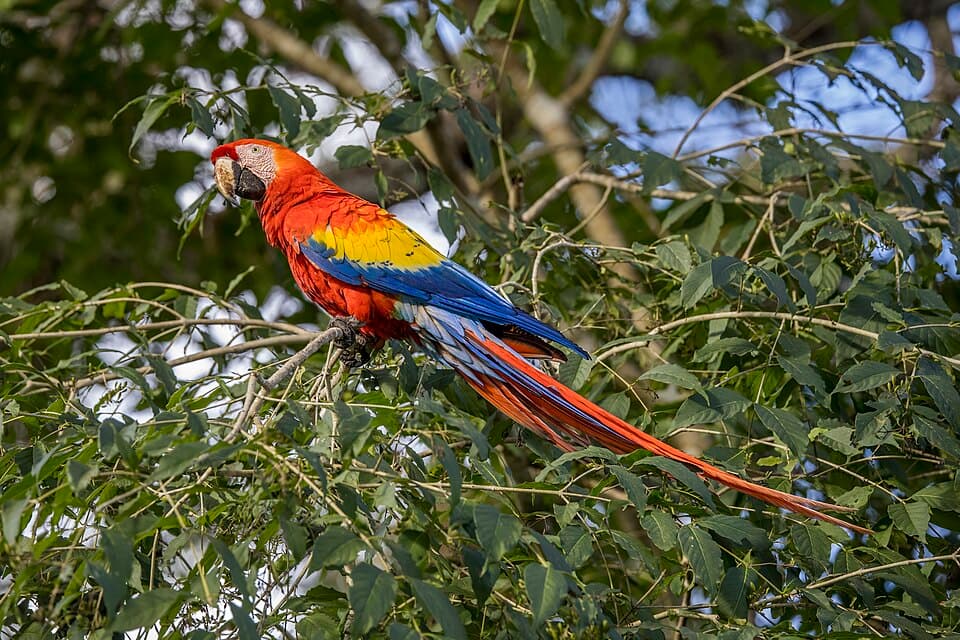 Scarlet Macaw, reference photo