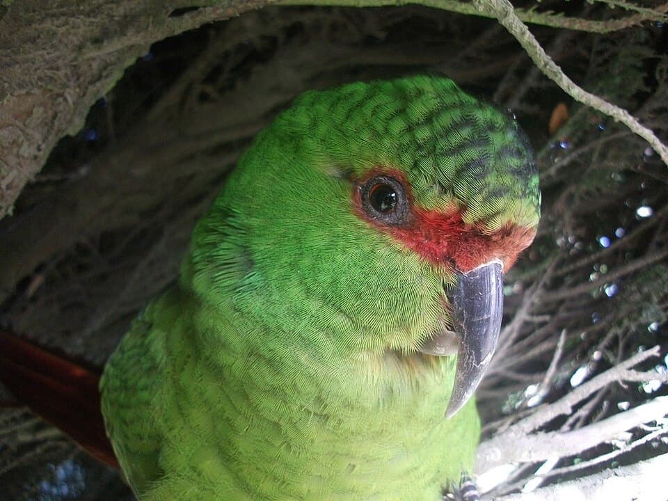 Slender-billed Conure, reference photo