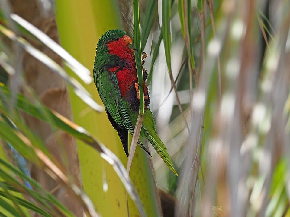 Stephen’s Lorikeet, reference photo