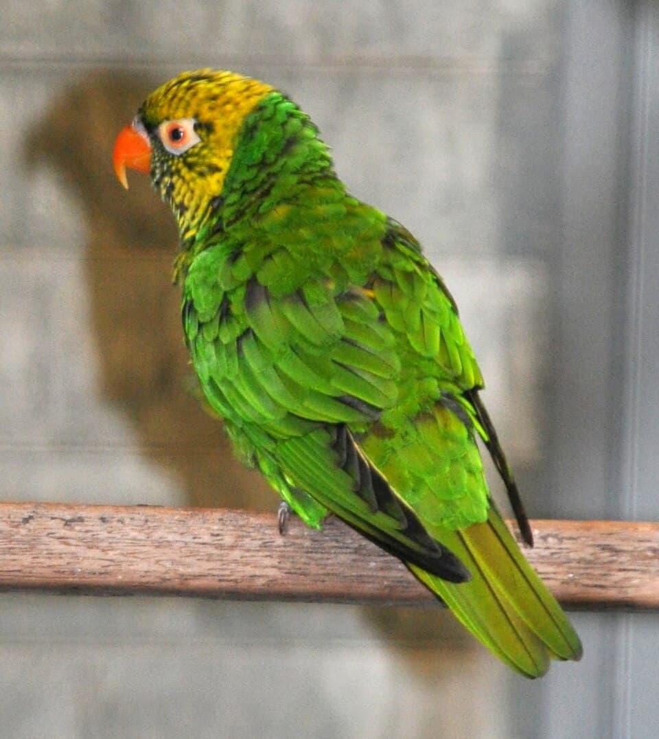Sula Lorikeet, reference photo