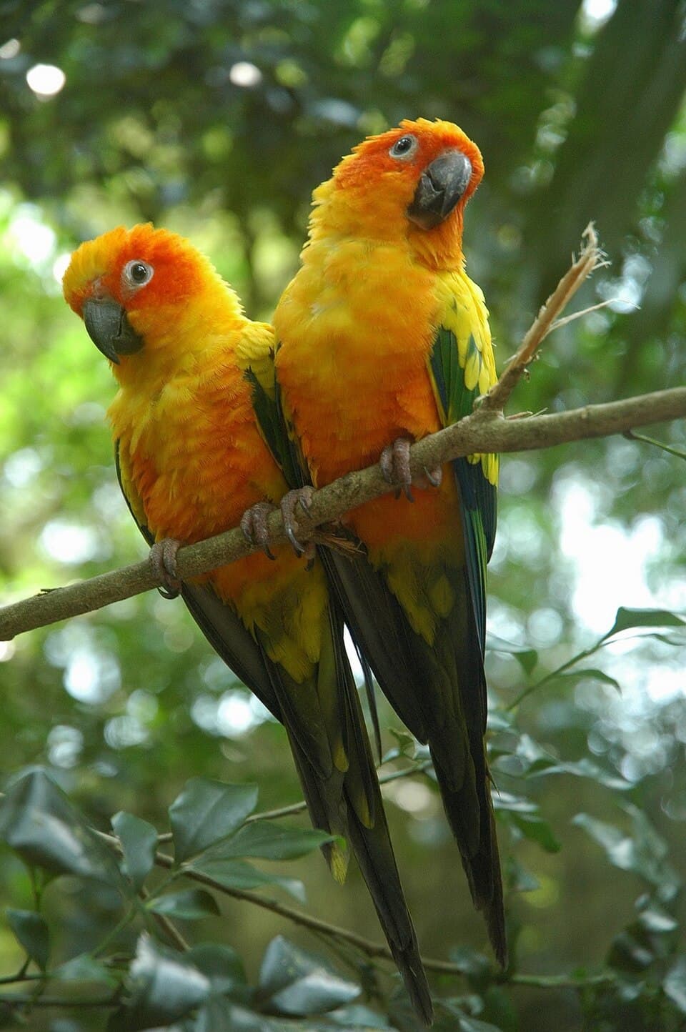 Conure, reference photo