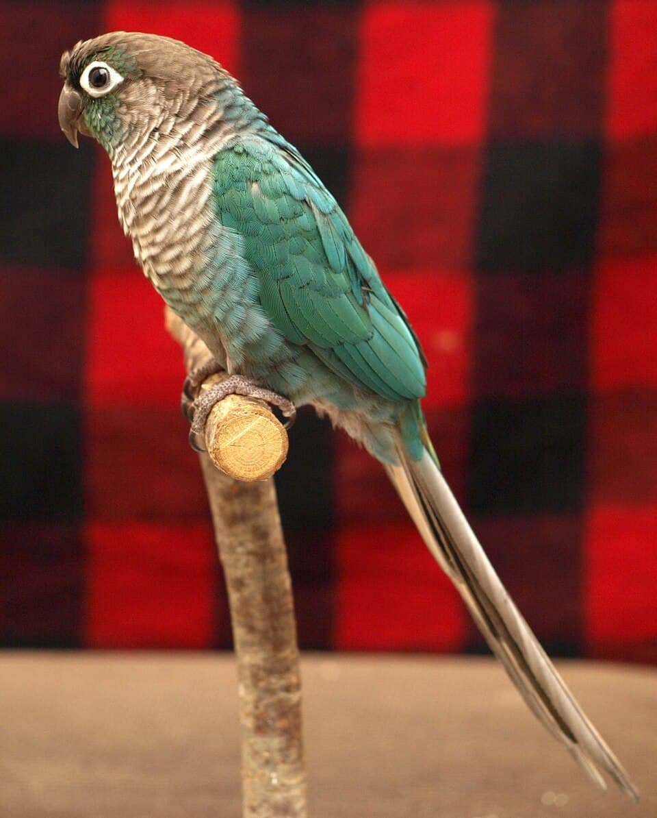Turquoise Conure, reference photo