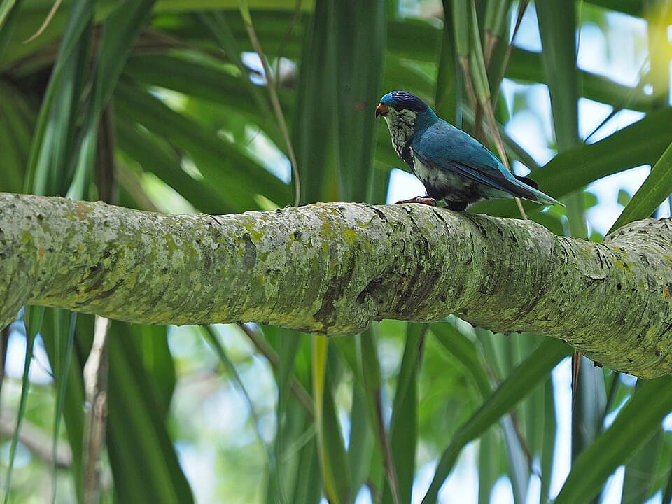Ultramarine Lorikeet, reference photo