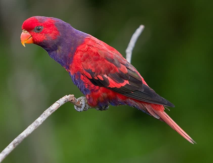 Violet-necked Lory, reference photo